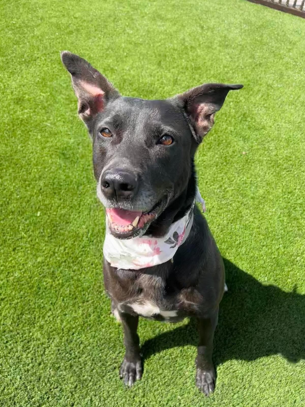 Stormy-$75 Adoption Fee! Diamond Dog!