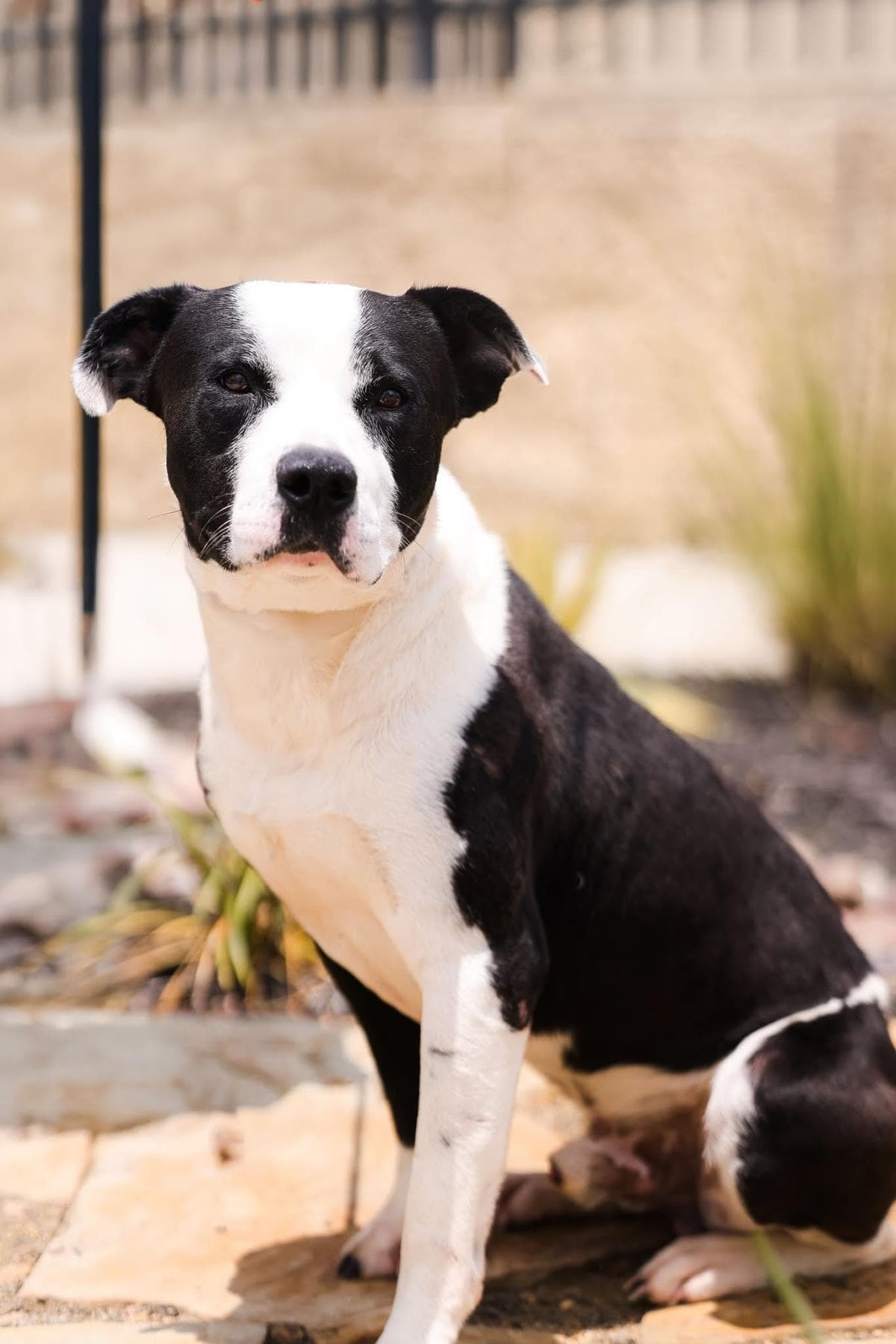 Diego-$75 Adoption Fee! Diamond Dog!