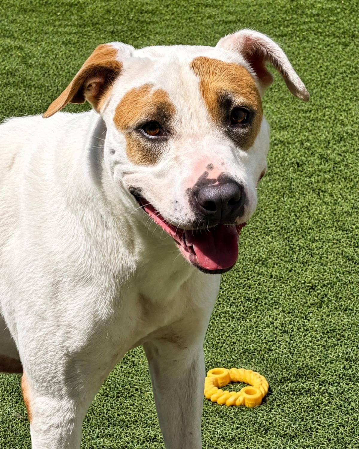 Sueboo-$75 Adoption Fee! Diamond Dog!