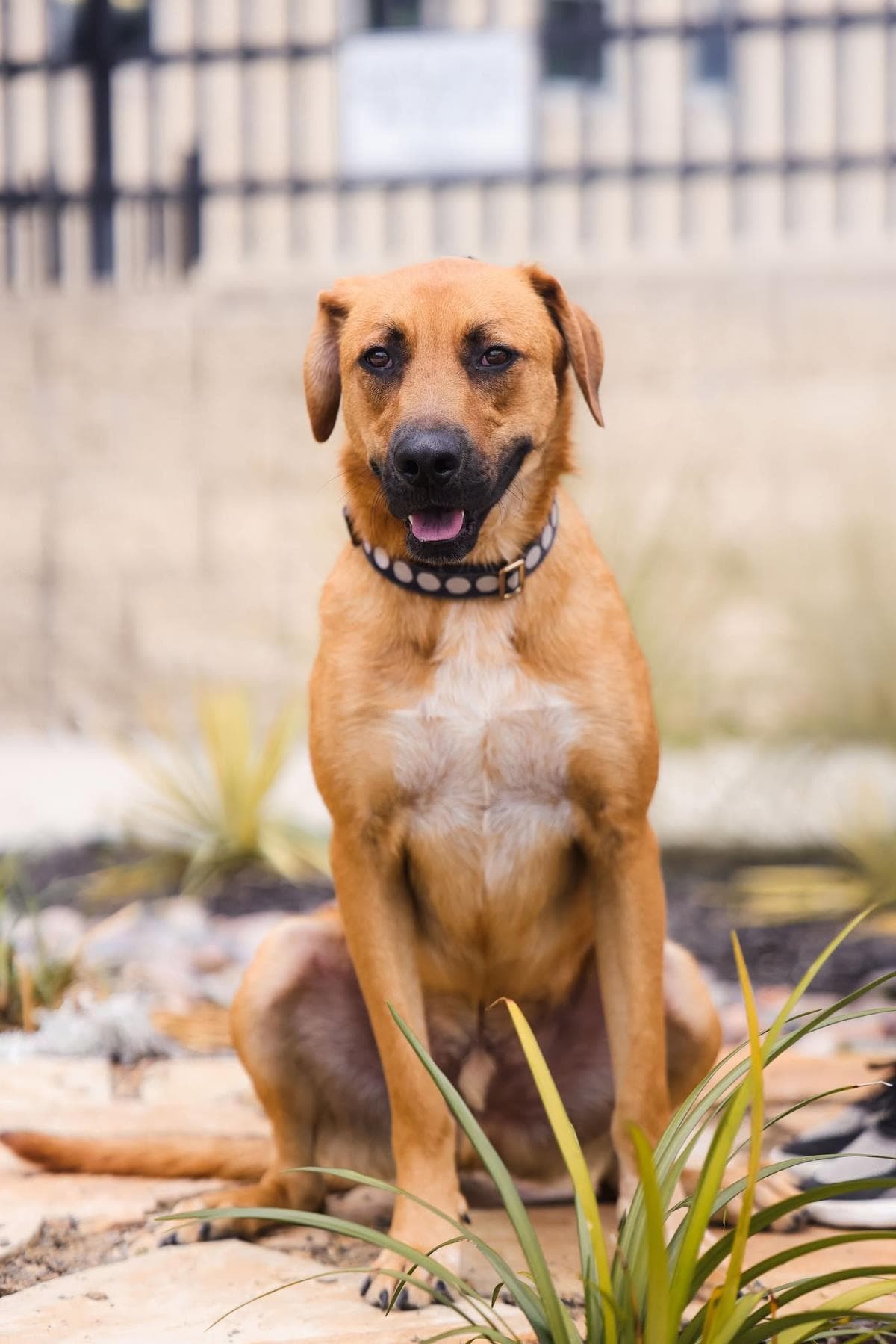 Tucker - $75 Adoption Fee! Diamond Dog!