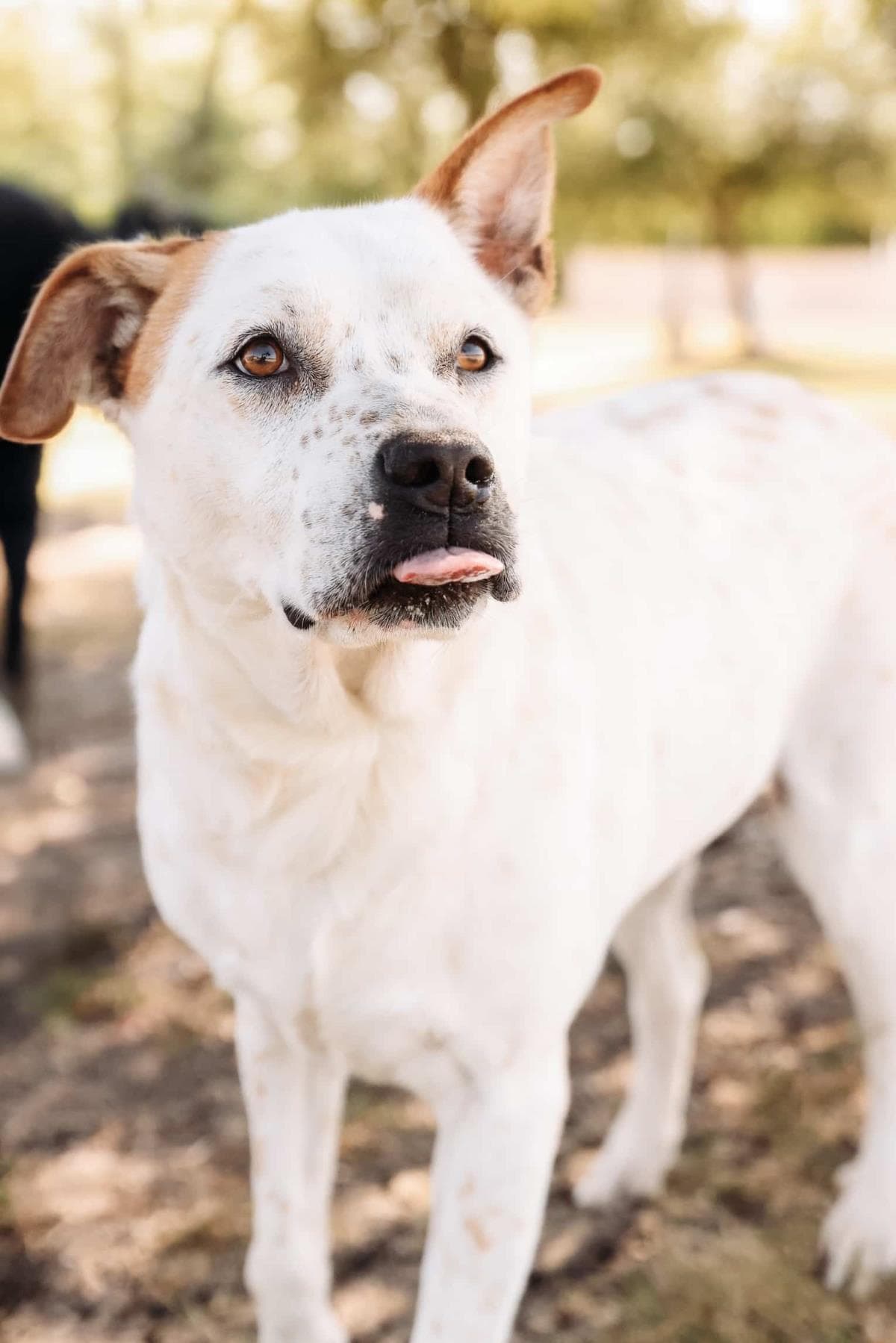 Bella -$75 Adoption Fee! Diamond Dog!