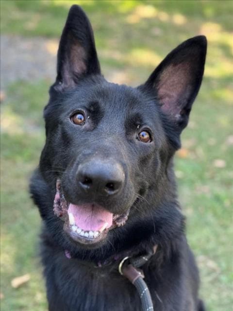 *Onyx