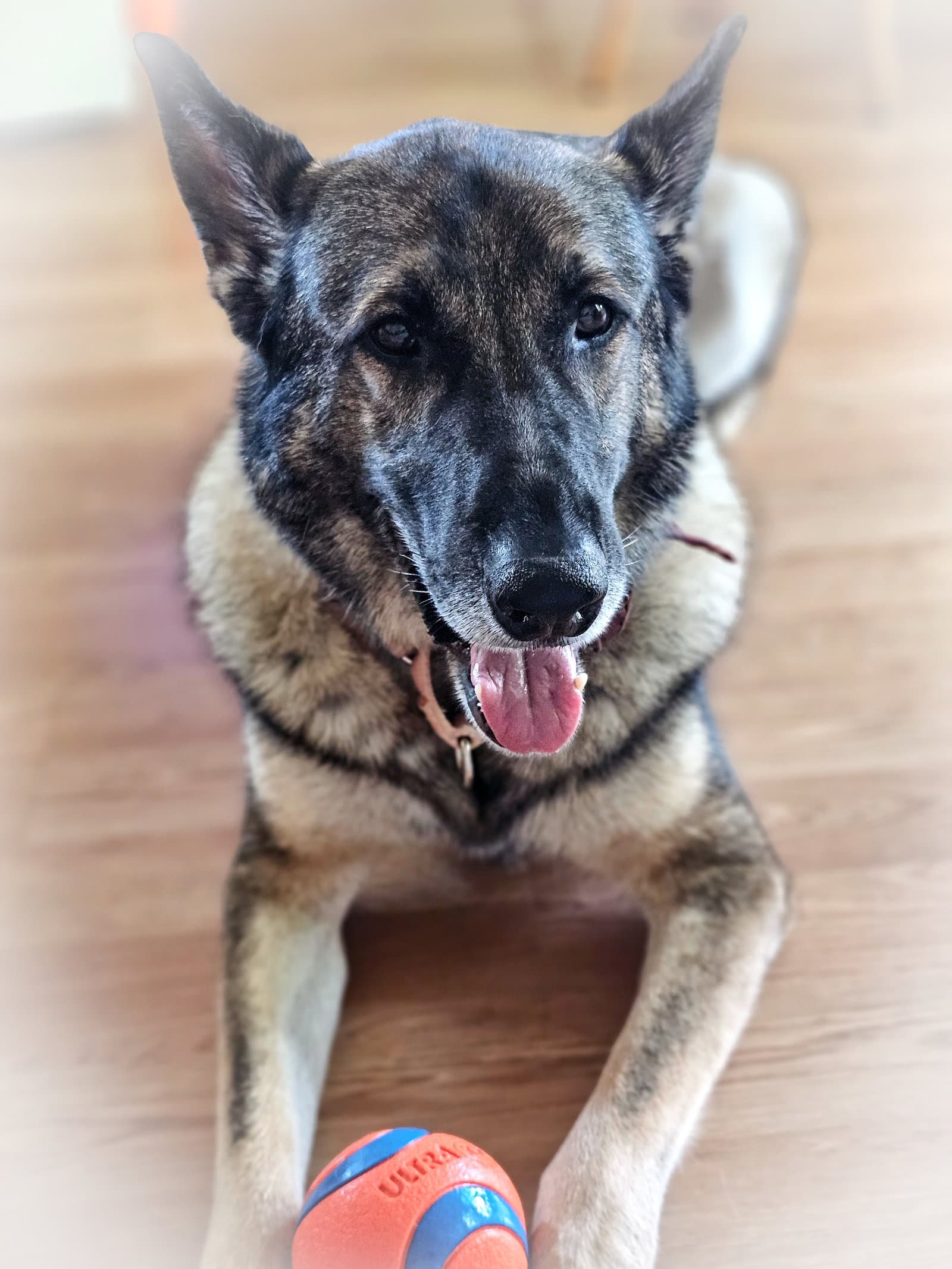 Duke 7431
