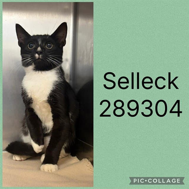Selleck
