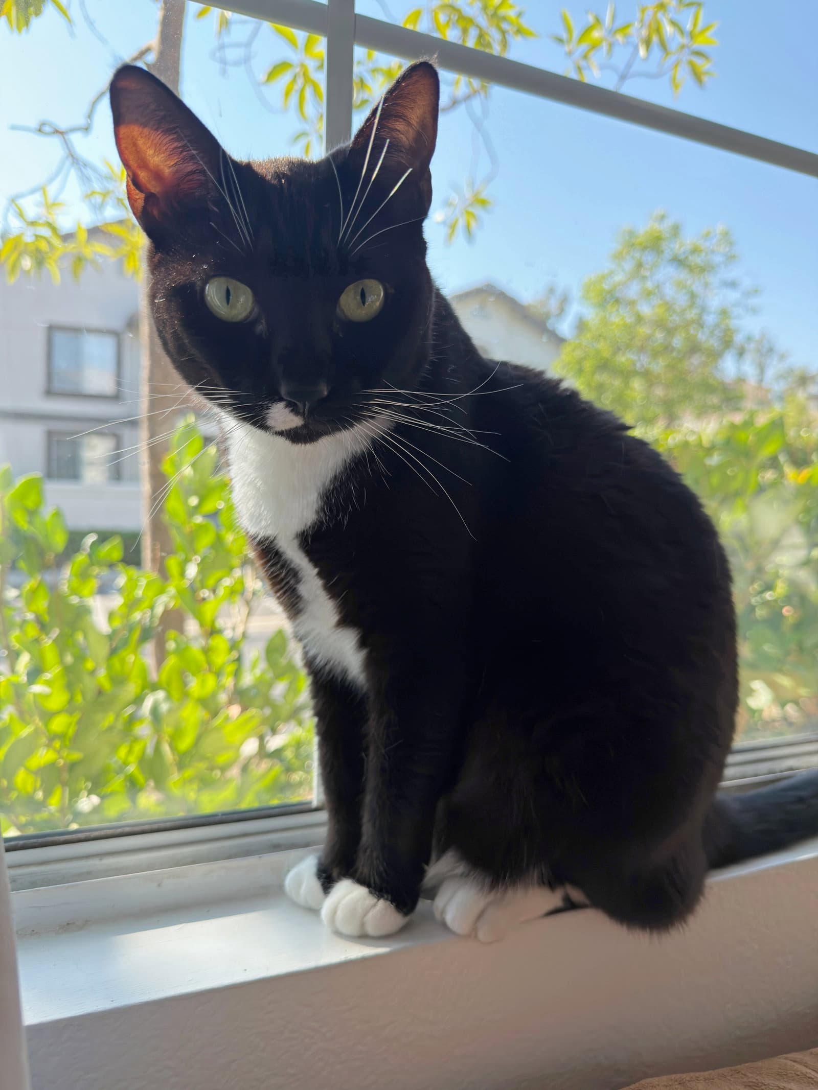 Lilly
