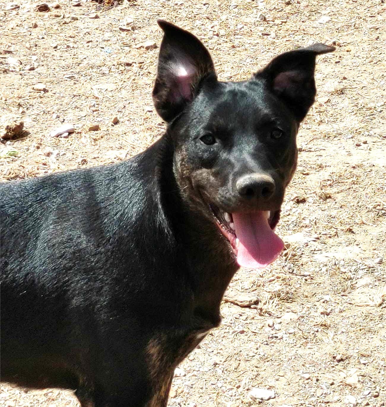 Jitterbug