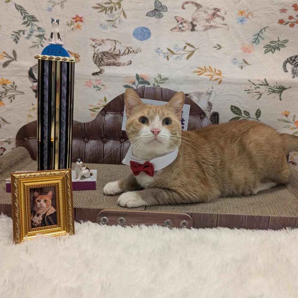 Chance (FIV+)