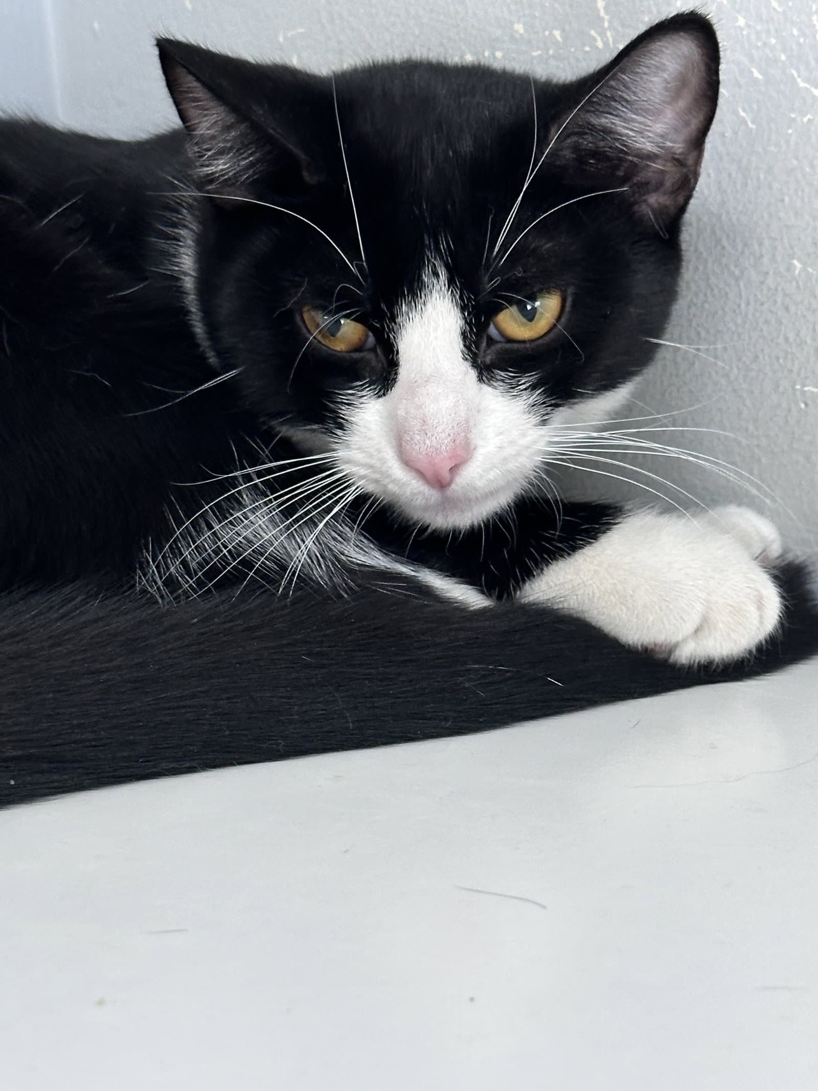 Prissy