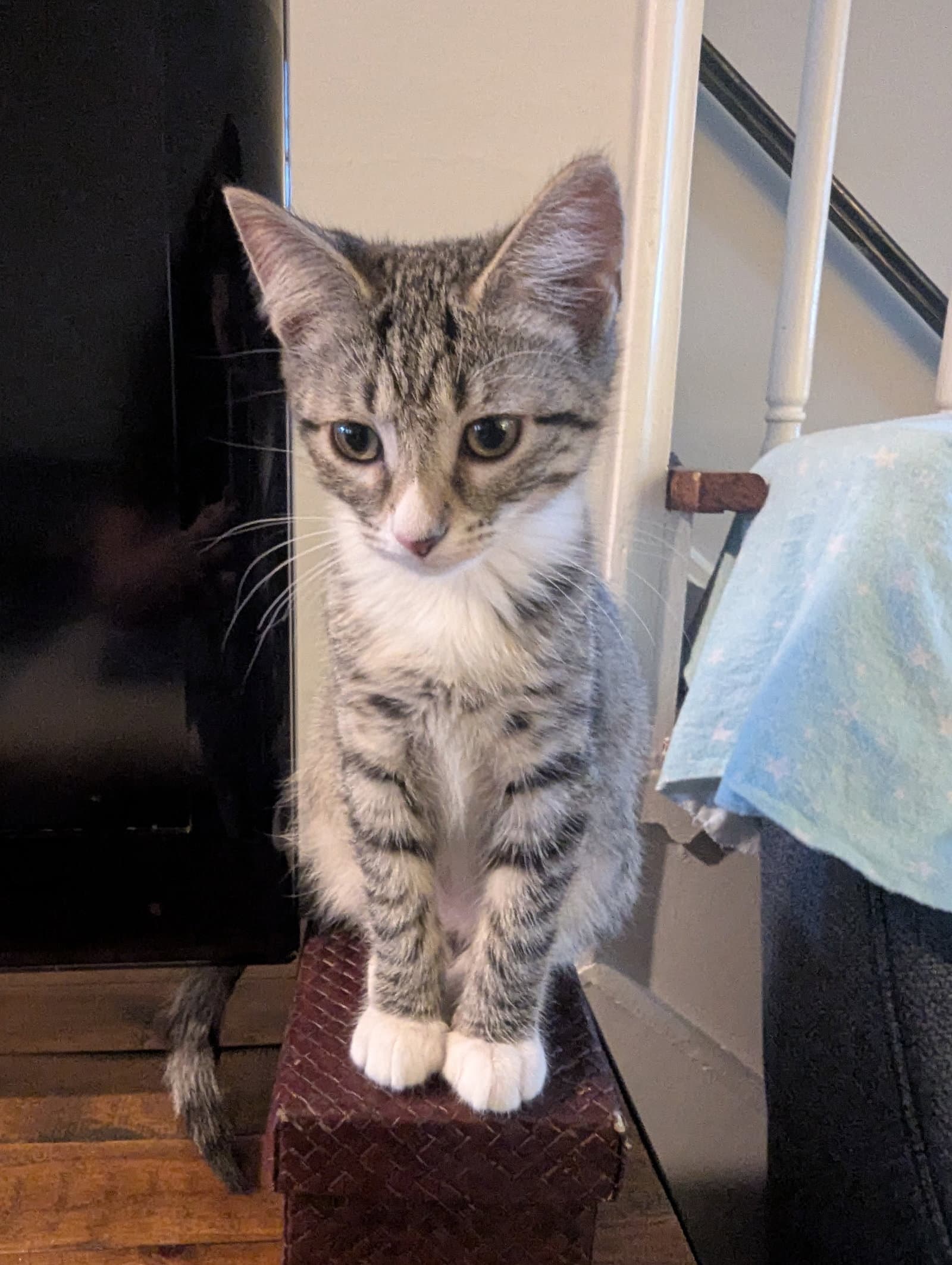 O’Keefe - KITTEN
