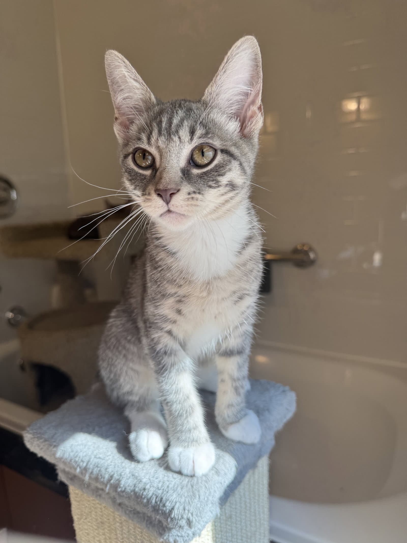 Jester - KITTEN in foster