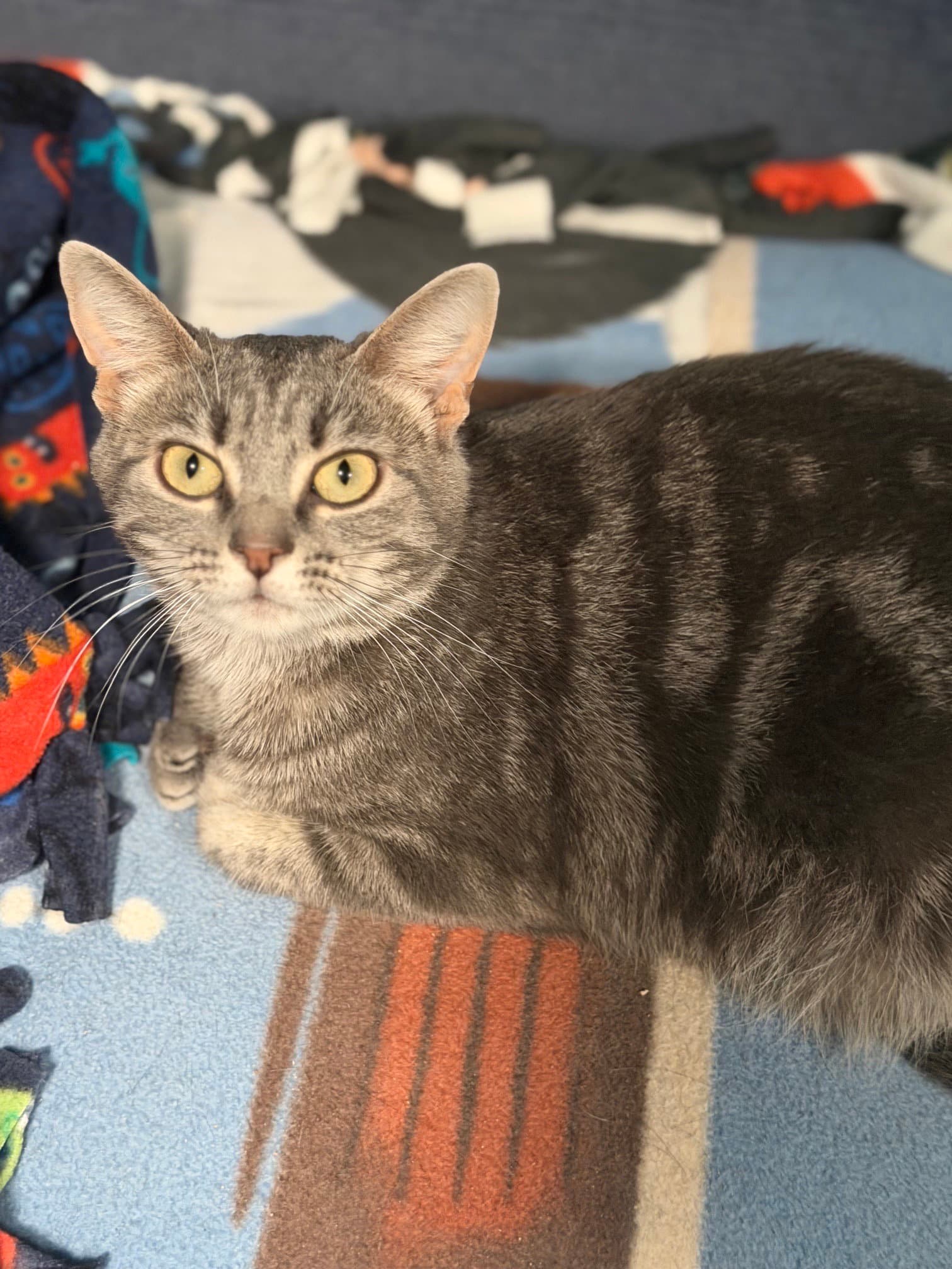 Ivy (in foster)