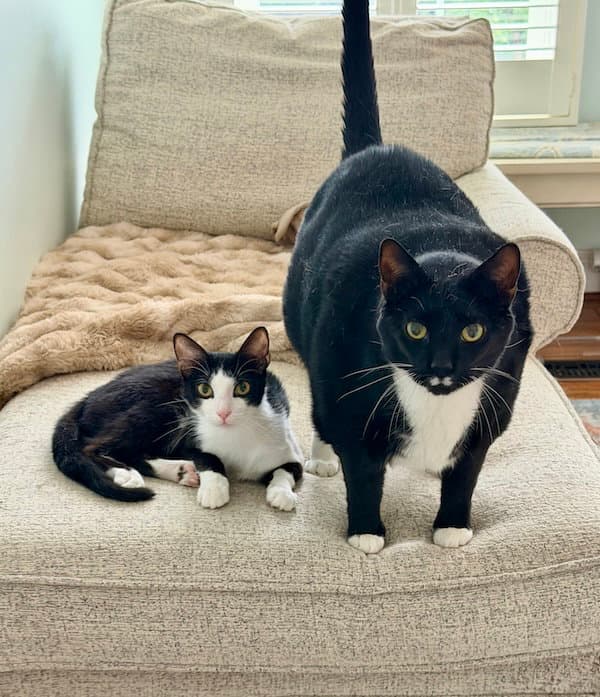 Artemis + Fitz (The Odd Couple) (in foster)