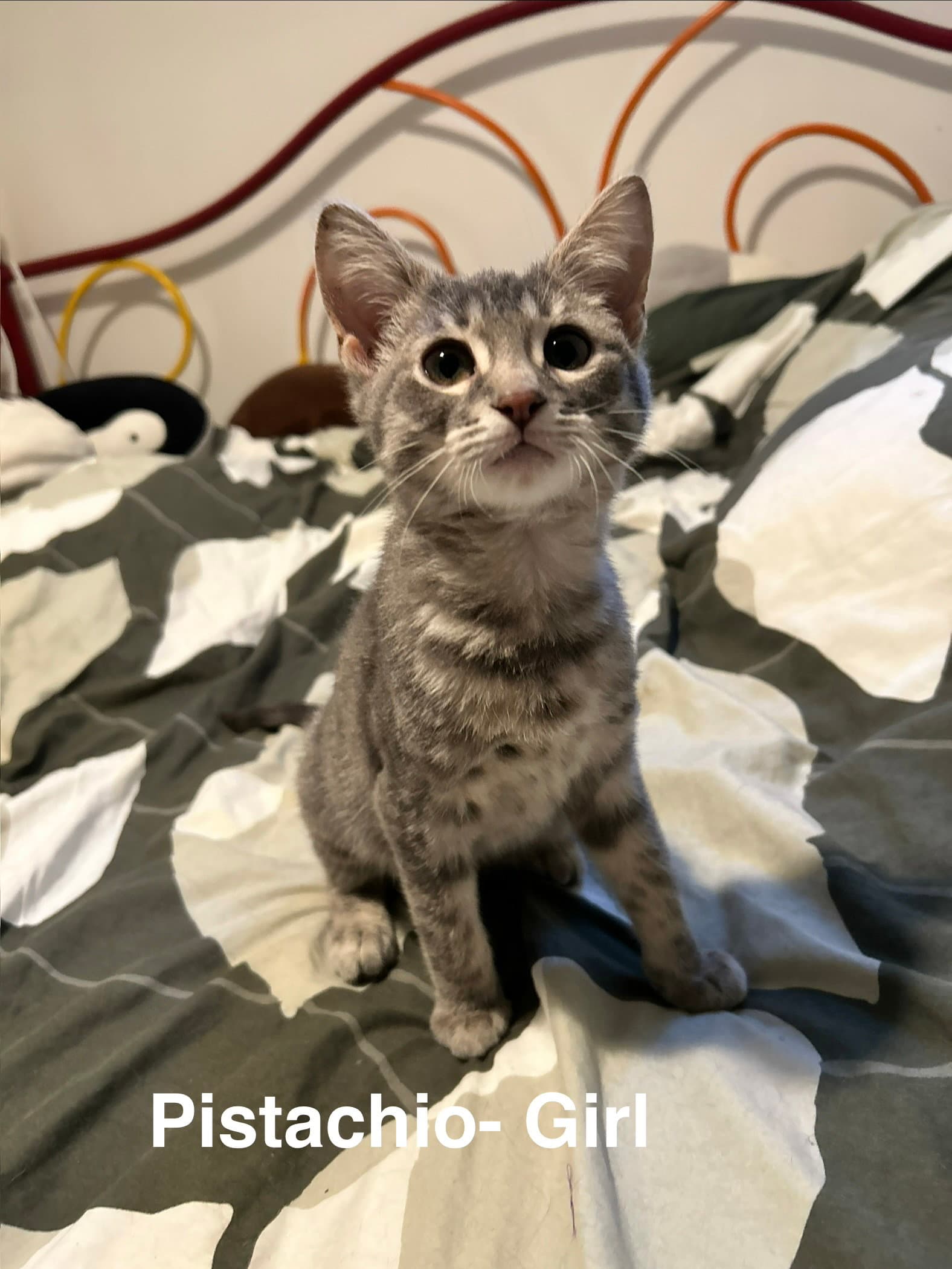 Pistachio