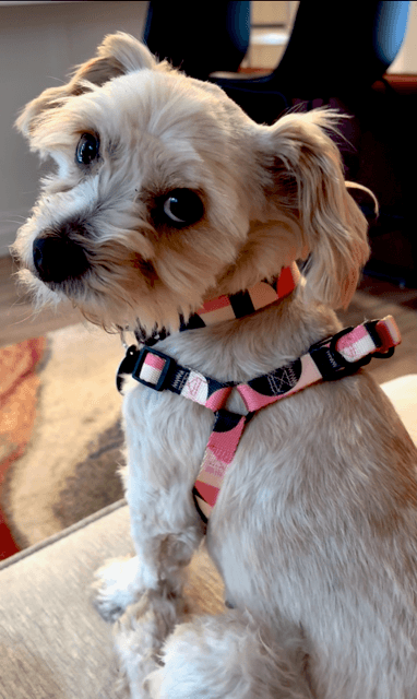 Gidget