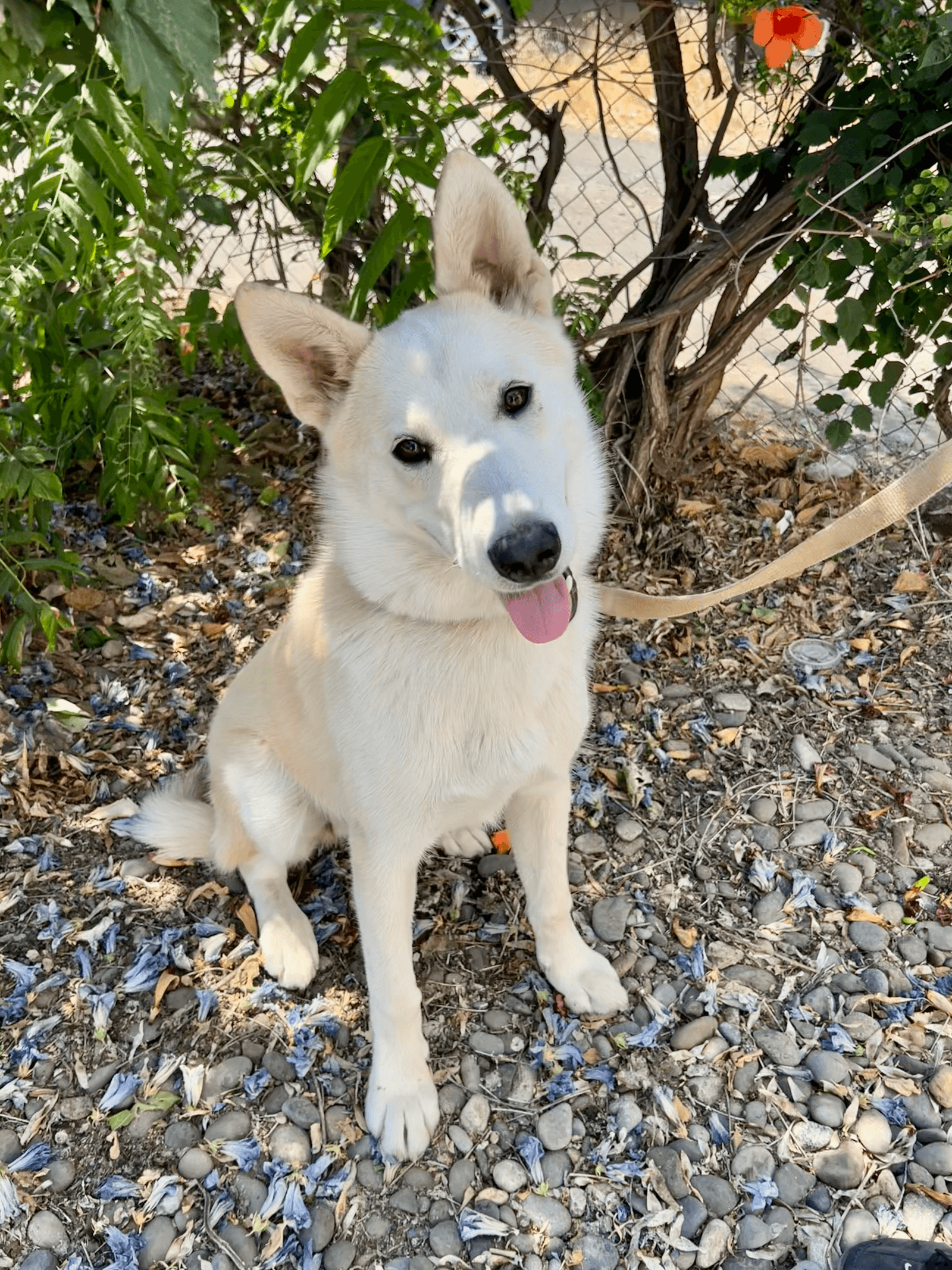 Balto
