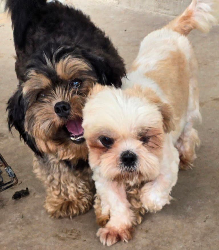 Ginger & Charlie