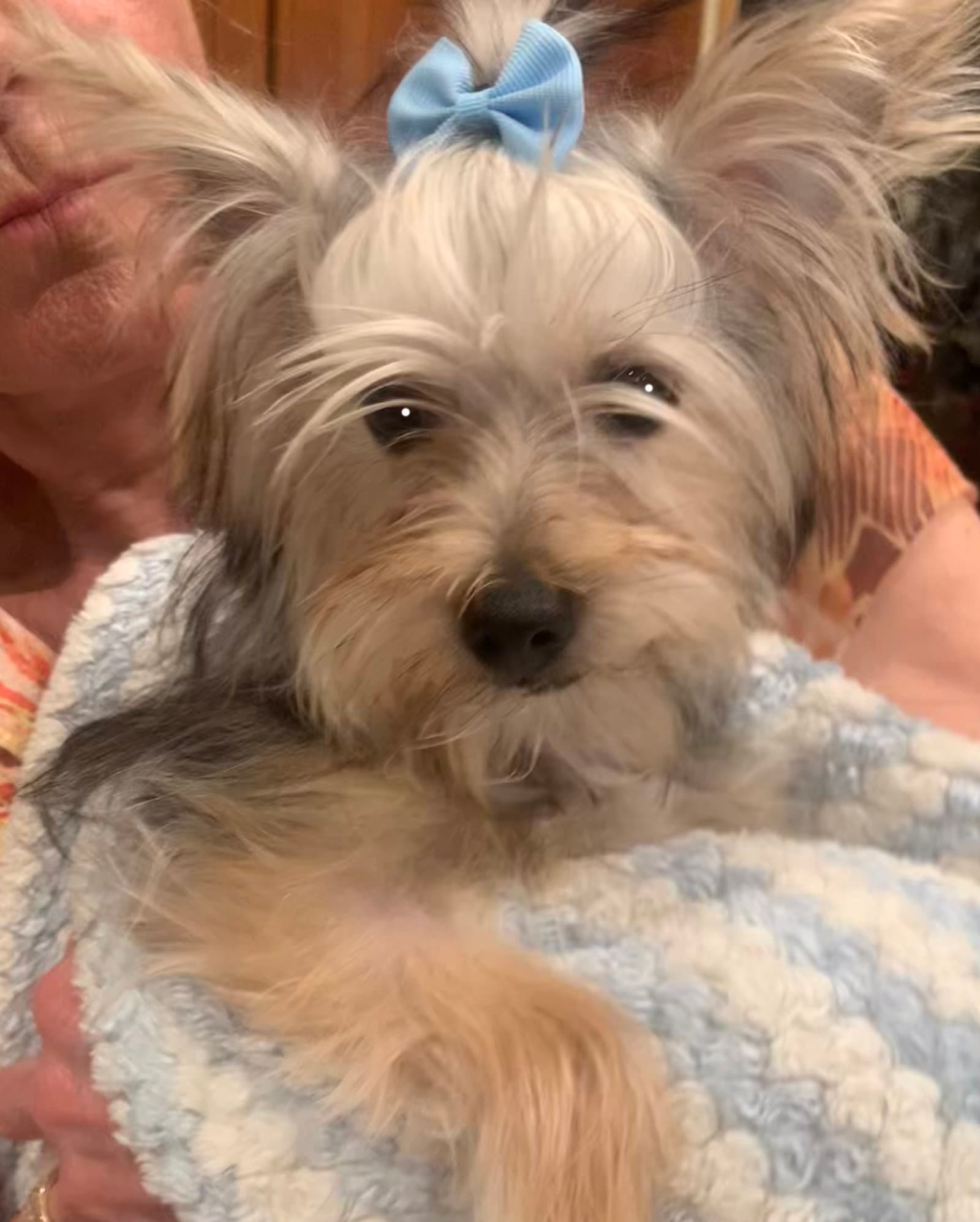 Teddy
