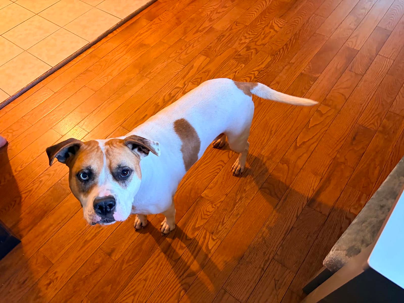 Indi