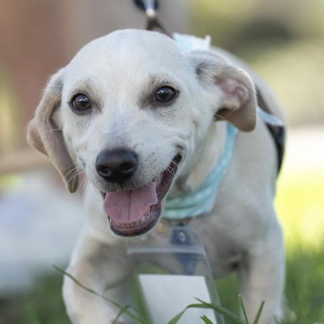 Gardenia (Bloom Pup) - Adopted!