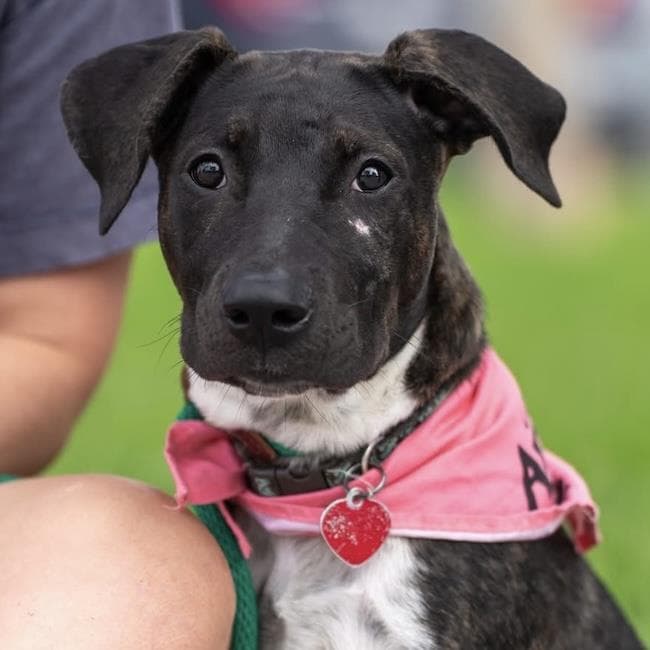 Paw Patrol Pup - Liberty
