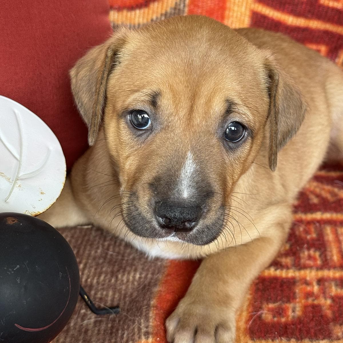 Justice Pup - Bail