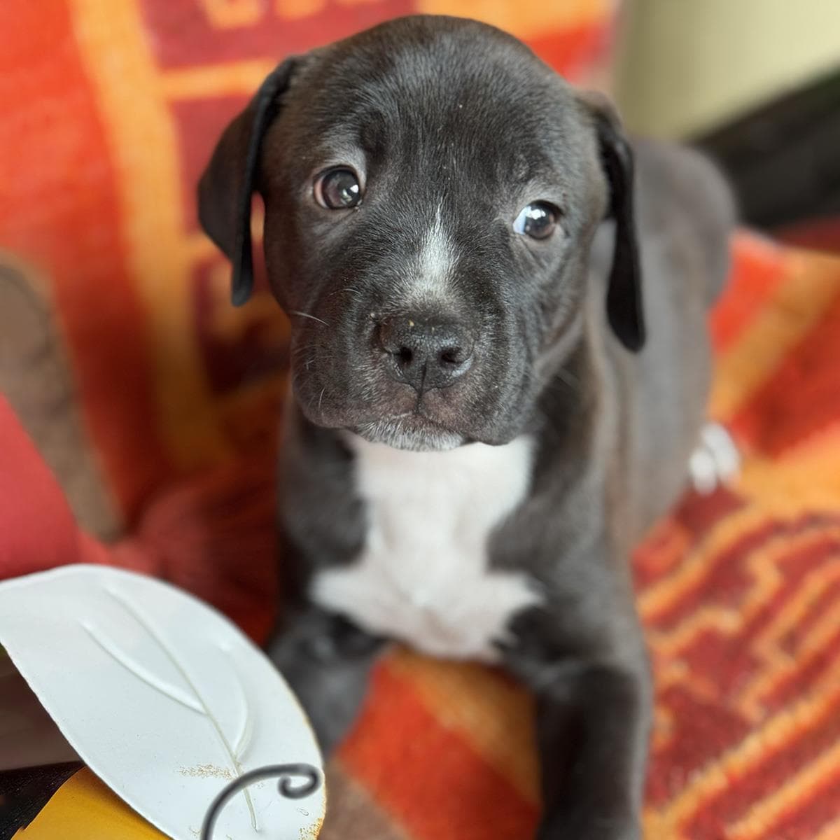 Justice Pup - Case