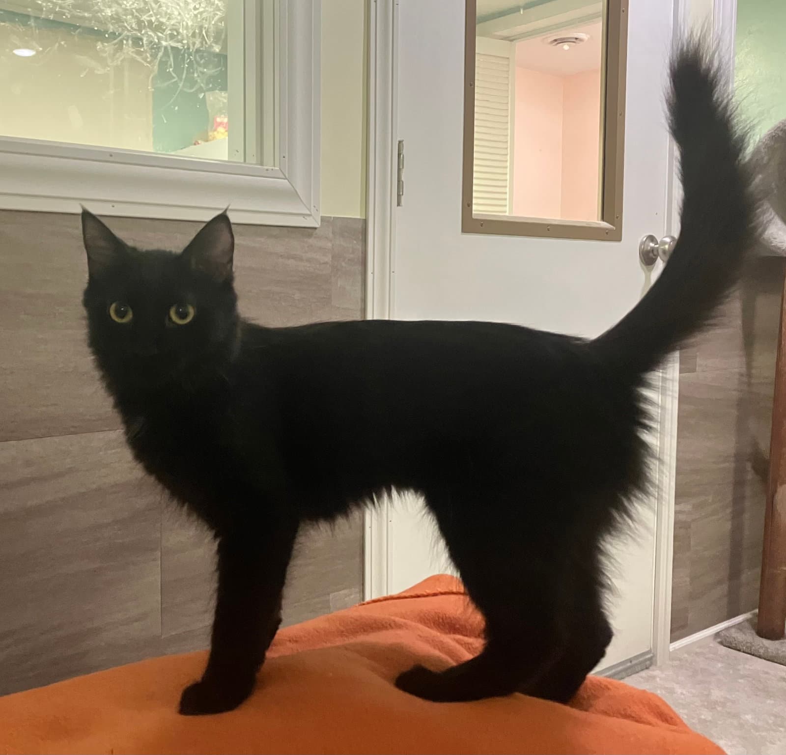 Sable - Foster Care