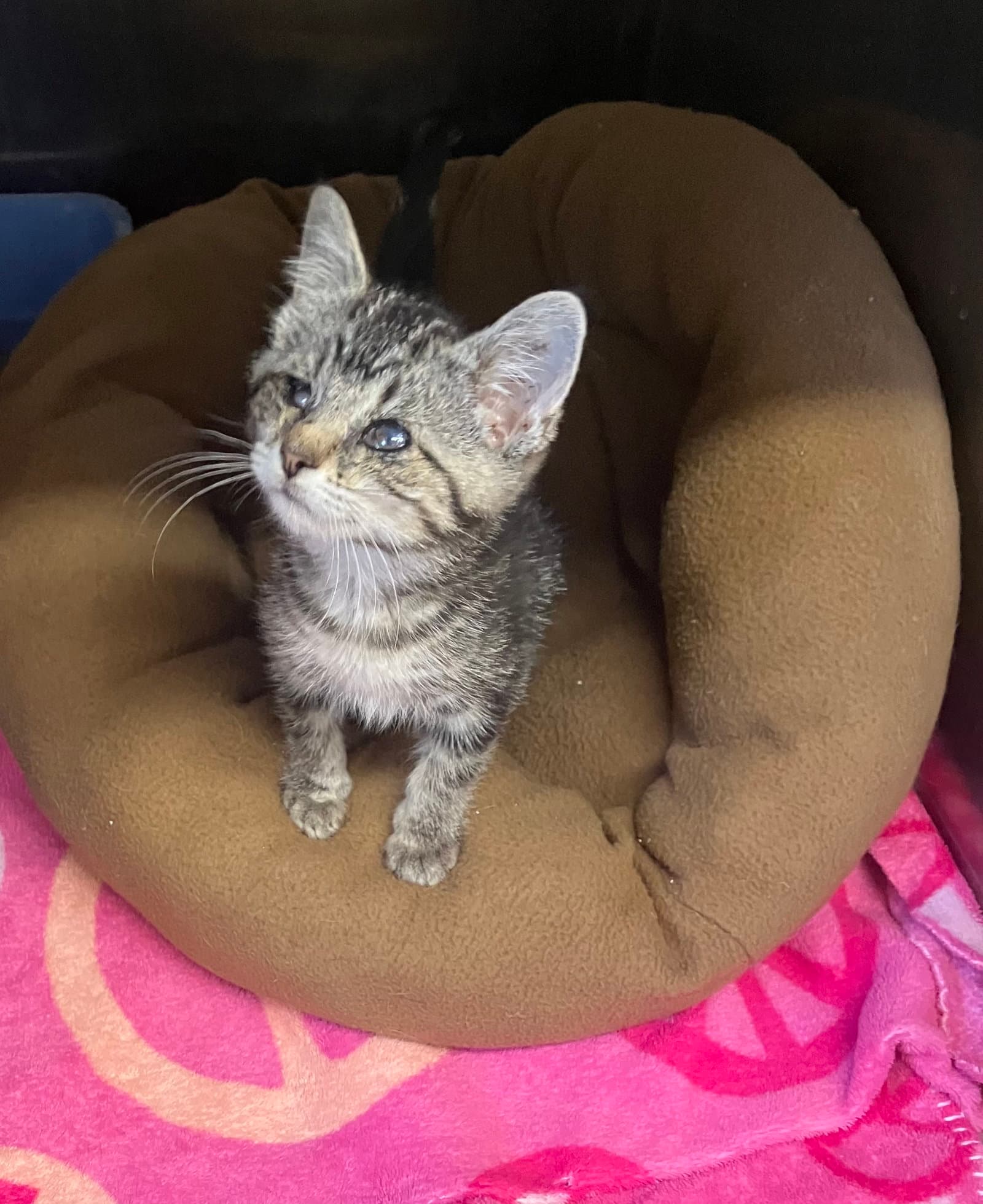Skittles - Black/Brown Tabby Kitten - Foster Care