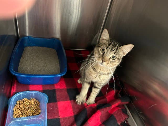 Pancake - Light Gray Tabby in foster care
