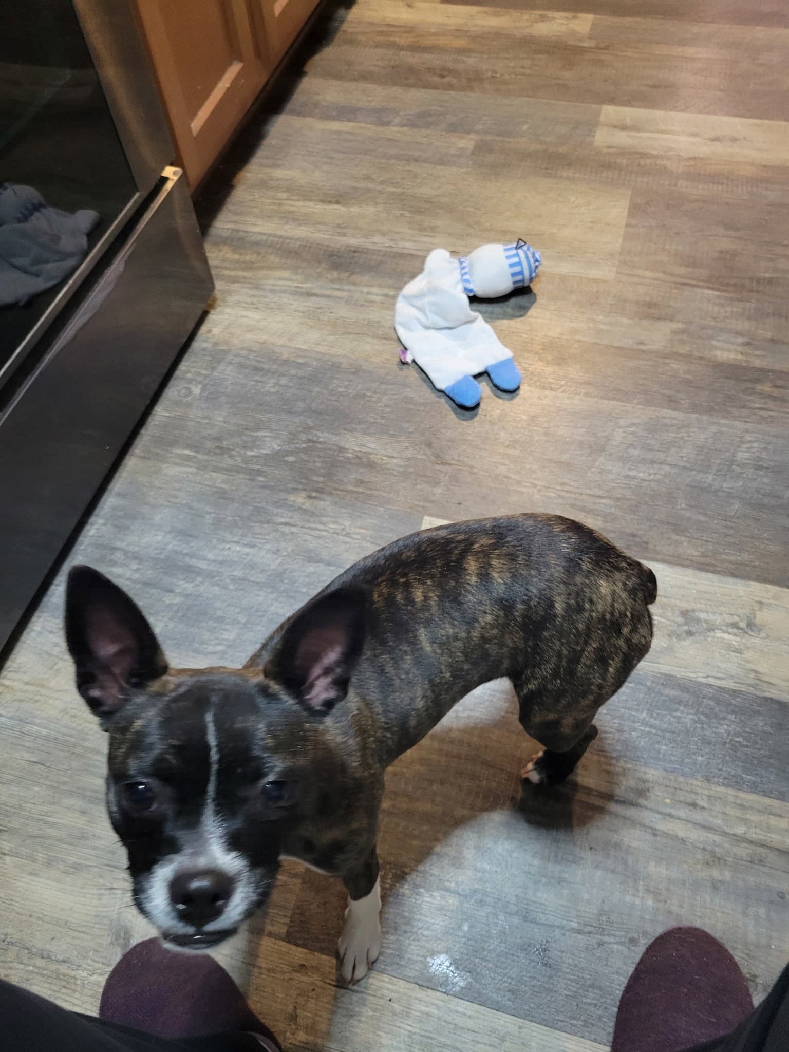 Cinny (currently being fostered in Florida)