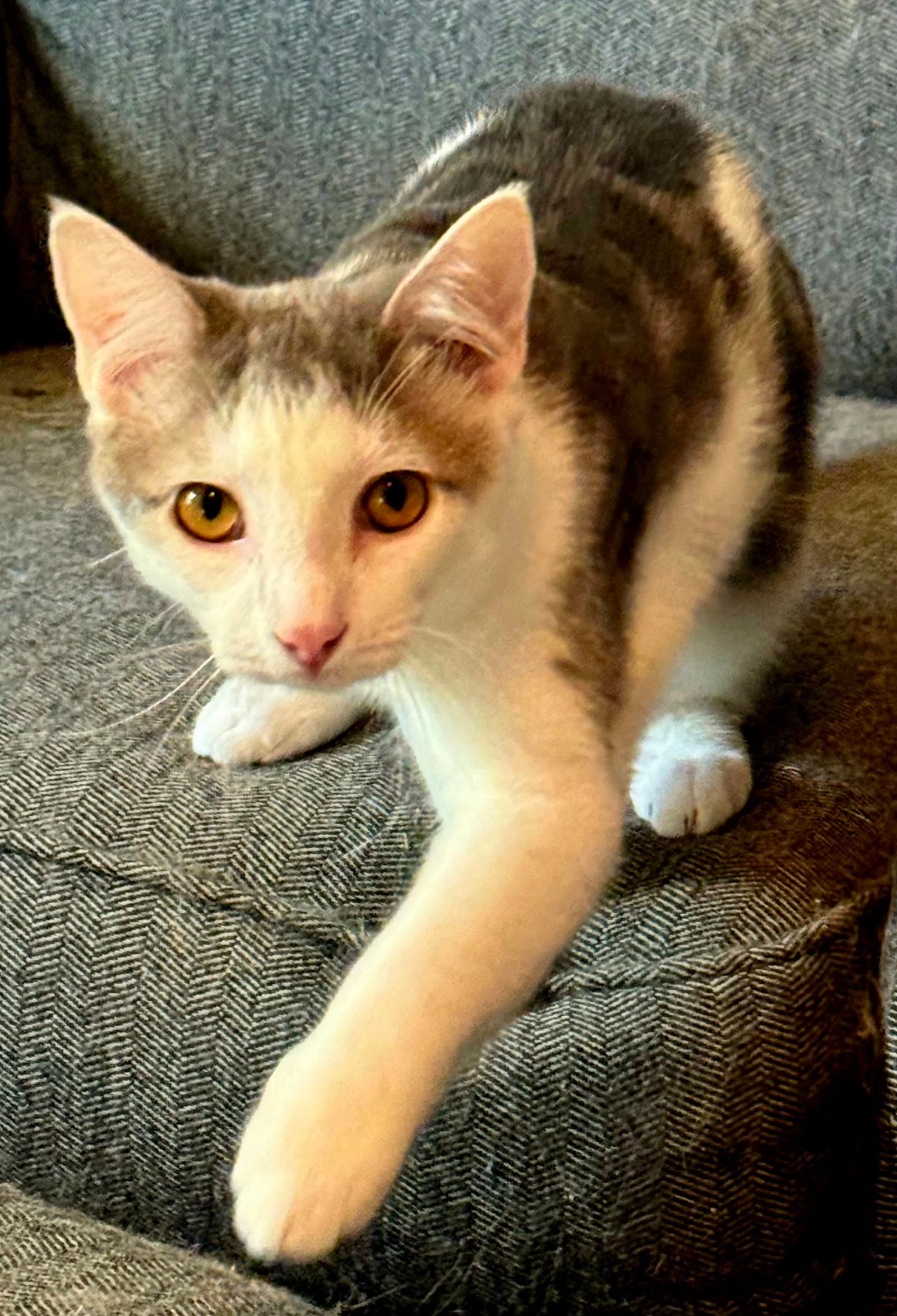 Kitten Gizmo