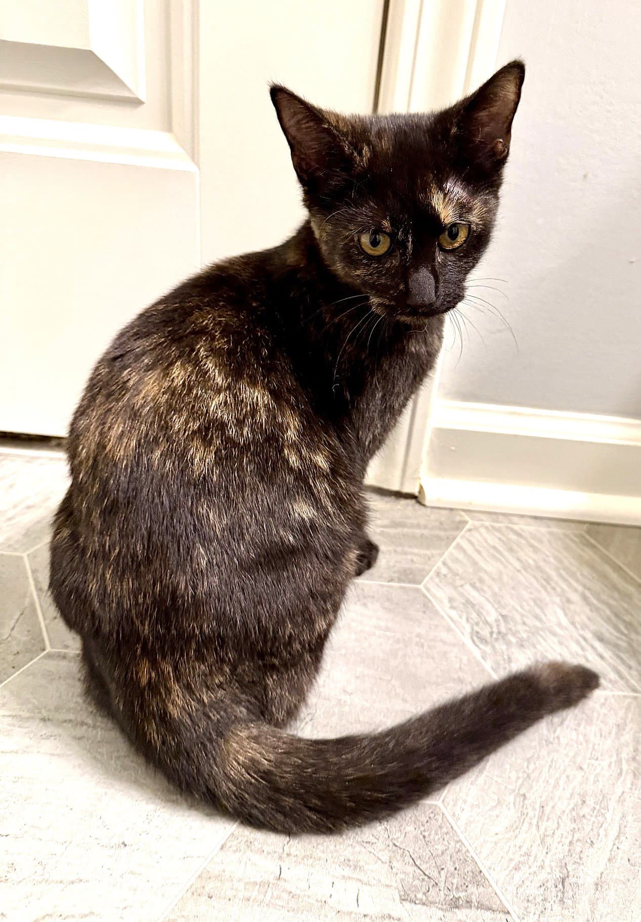 Kitten Bff Glamorous Galaxy