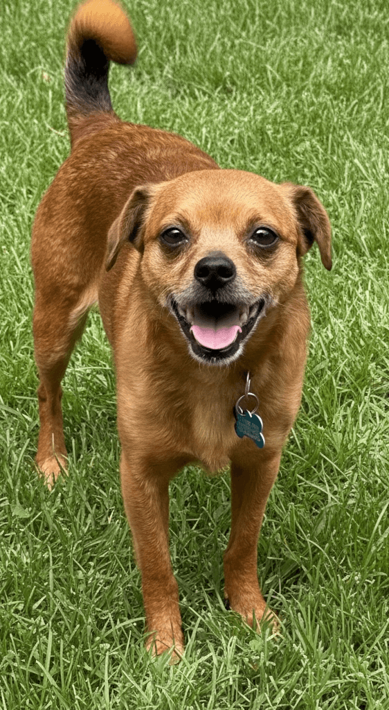 Gideon Therapy Dog