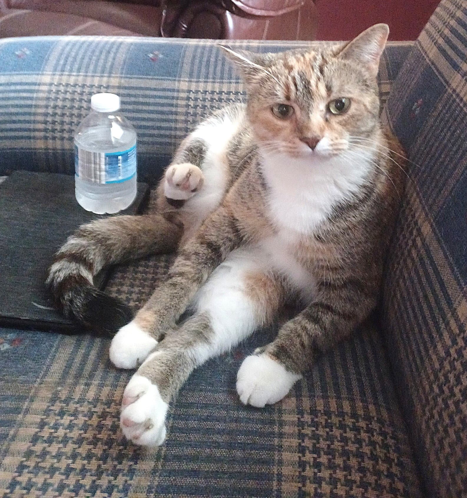 Kitty Phabulous Philomena