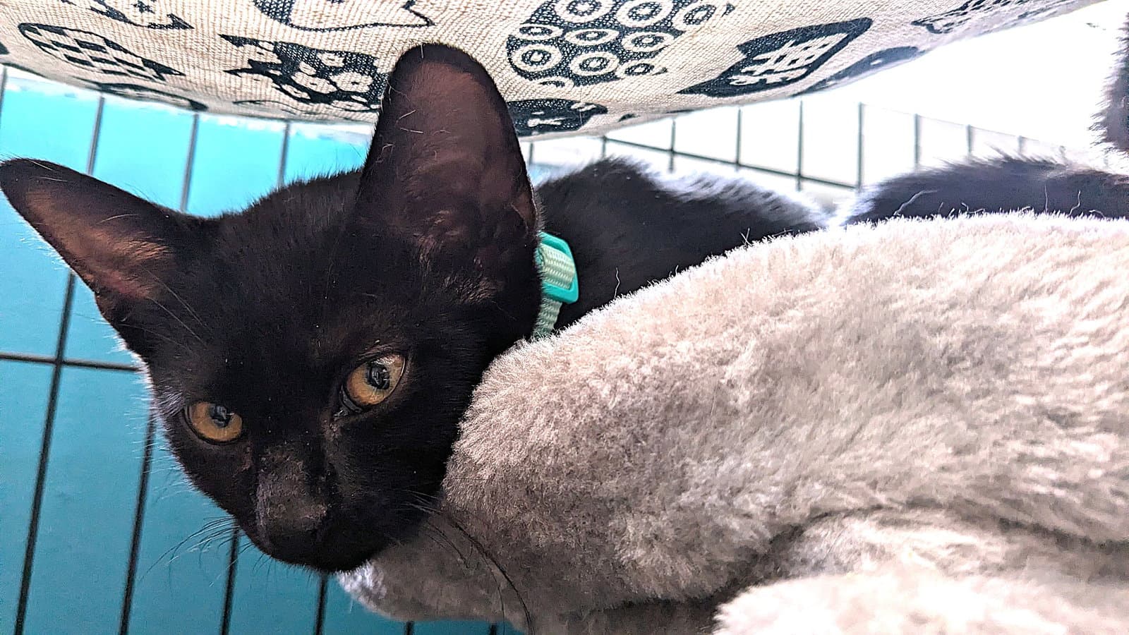 Kitten Ozzy