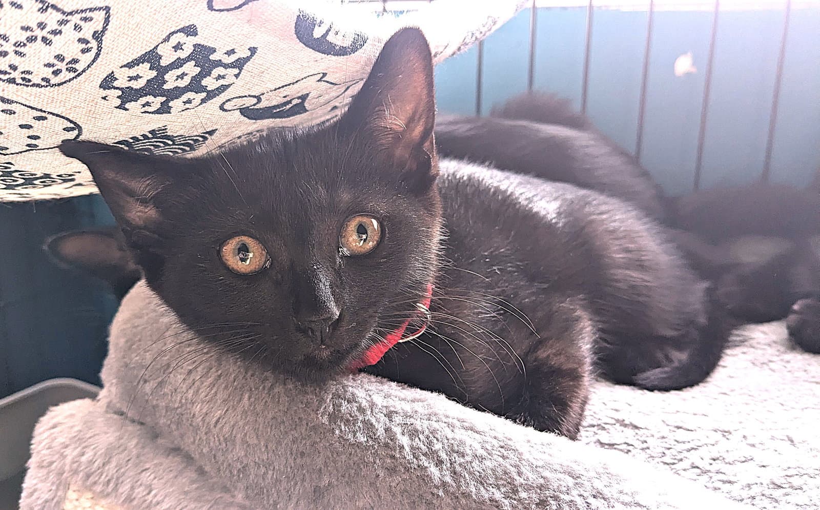 Kitten Dahlia