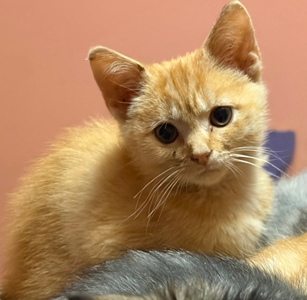 Kitten Pretty Orange Patty