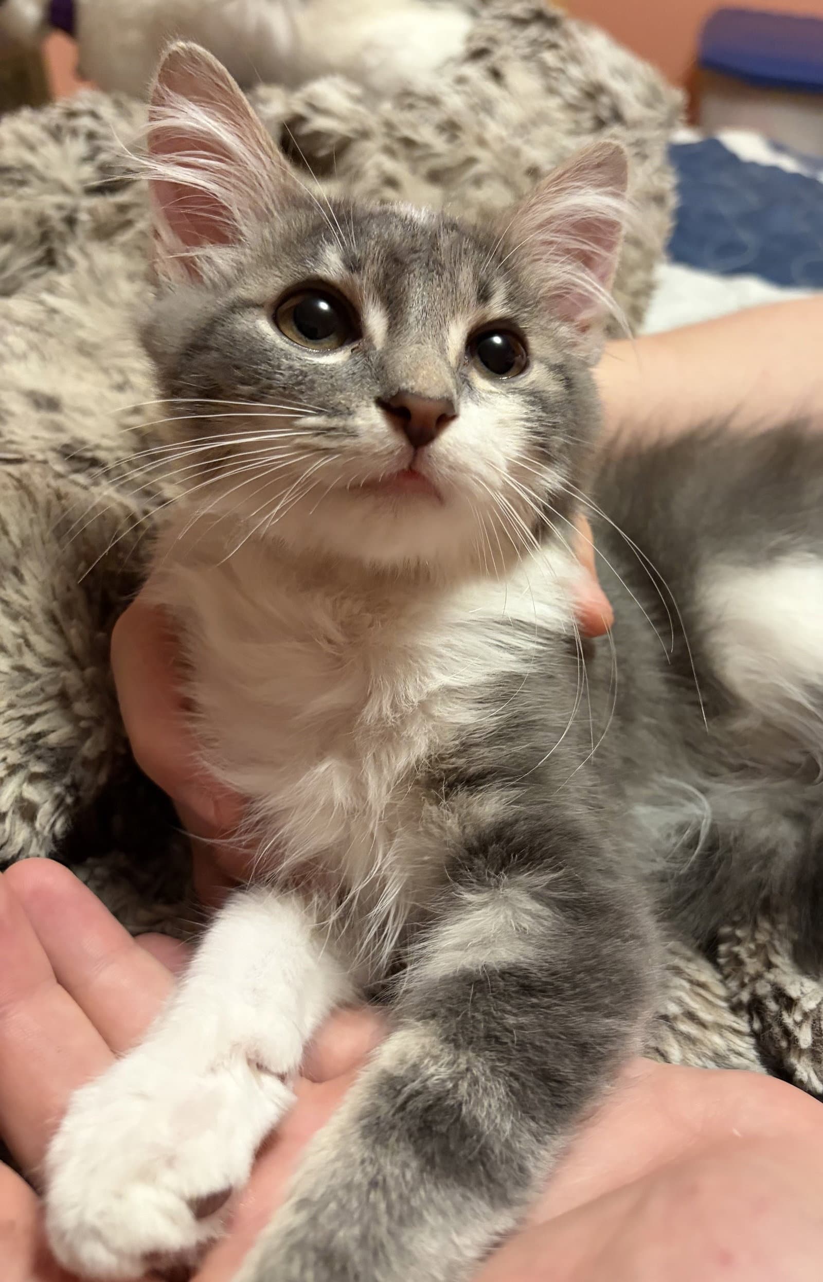 Kitten Arthur