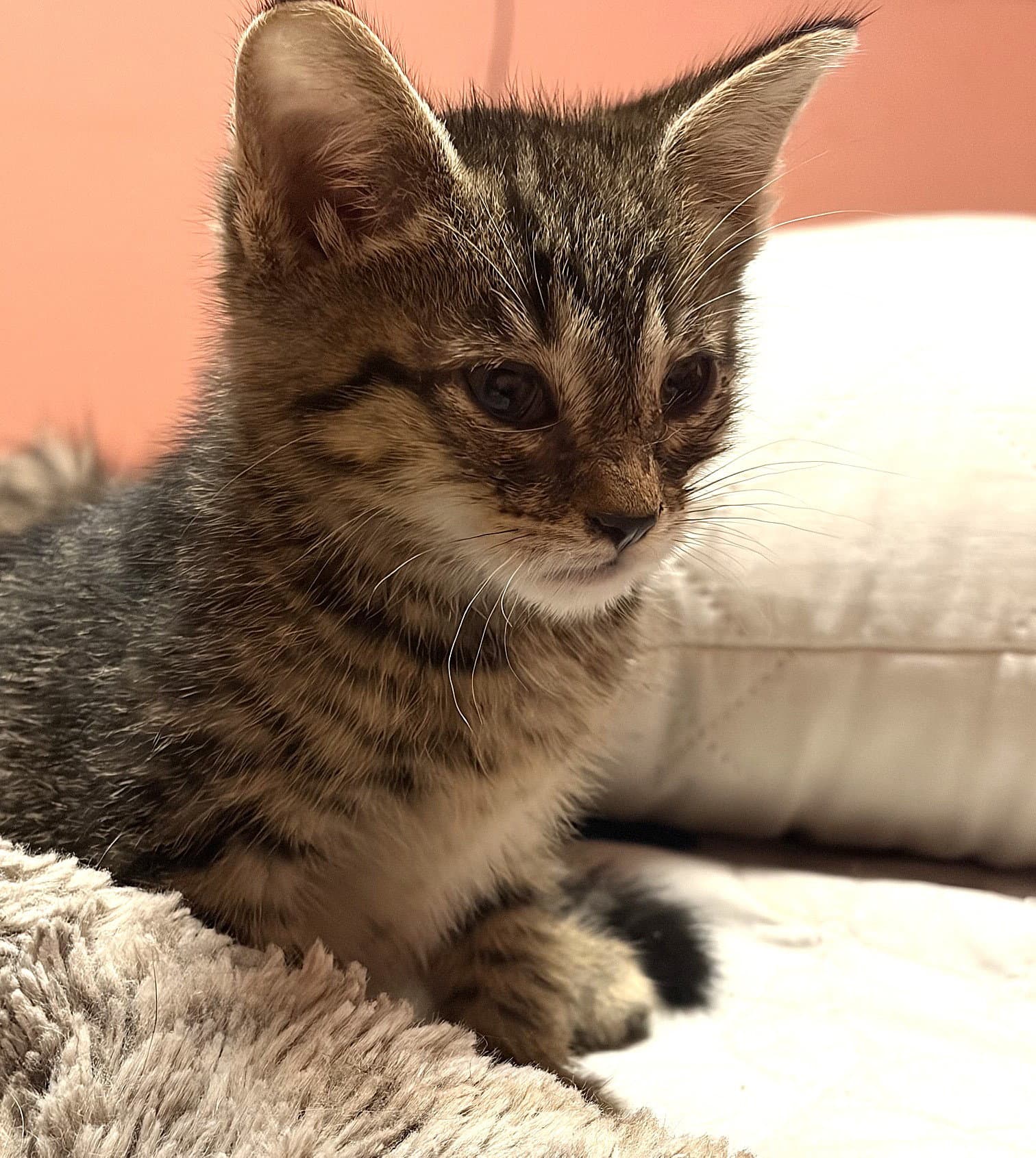 Kitten Jumping Jasper