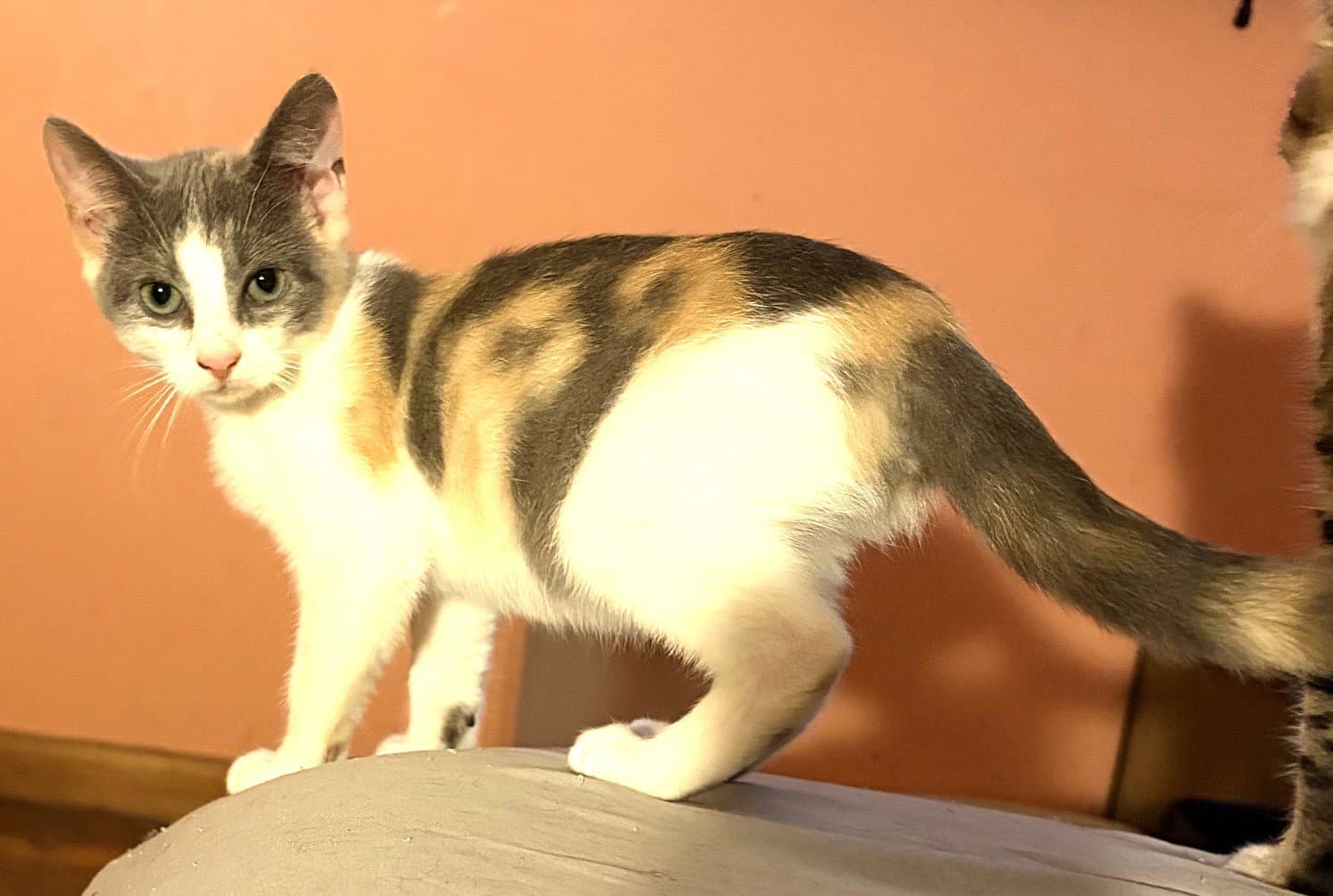 Kitten Hazel