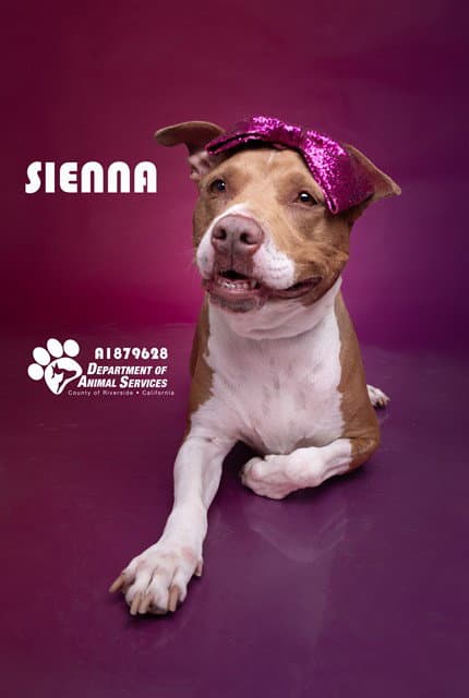 Sienna
