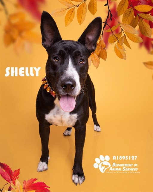 Shelly