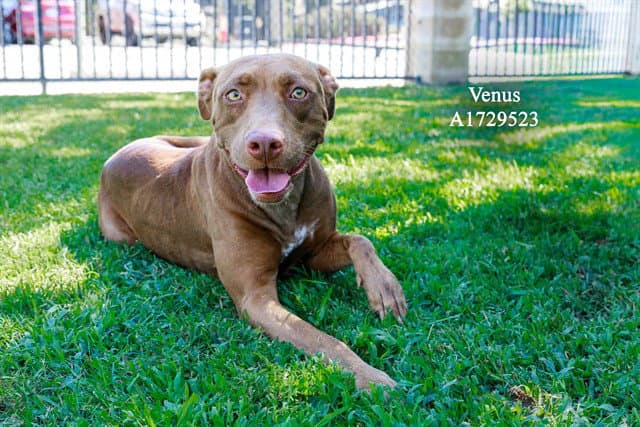 Venus