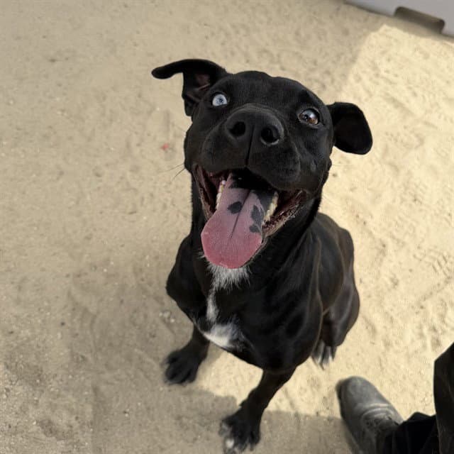 Koko