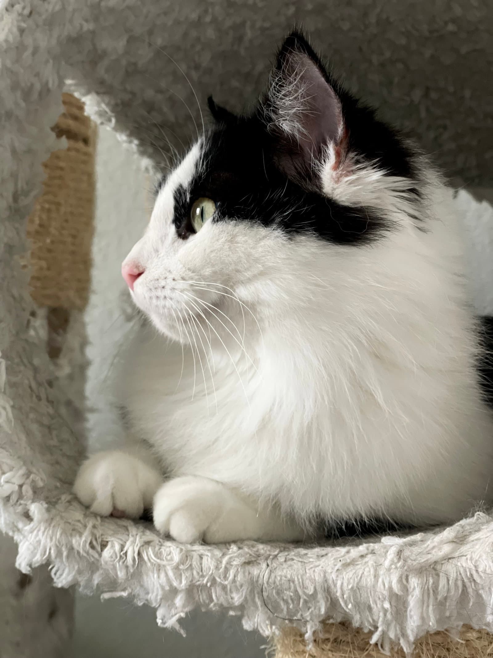 Mittens JBA