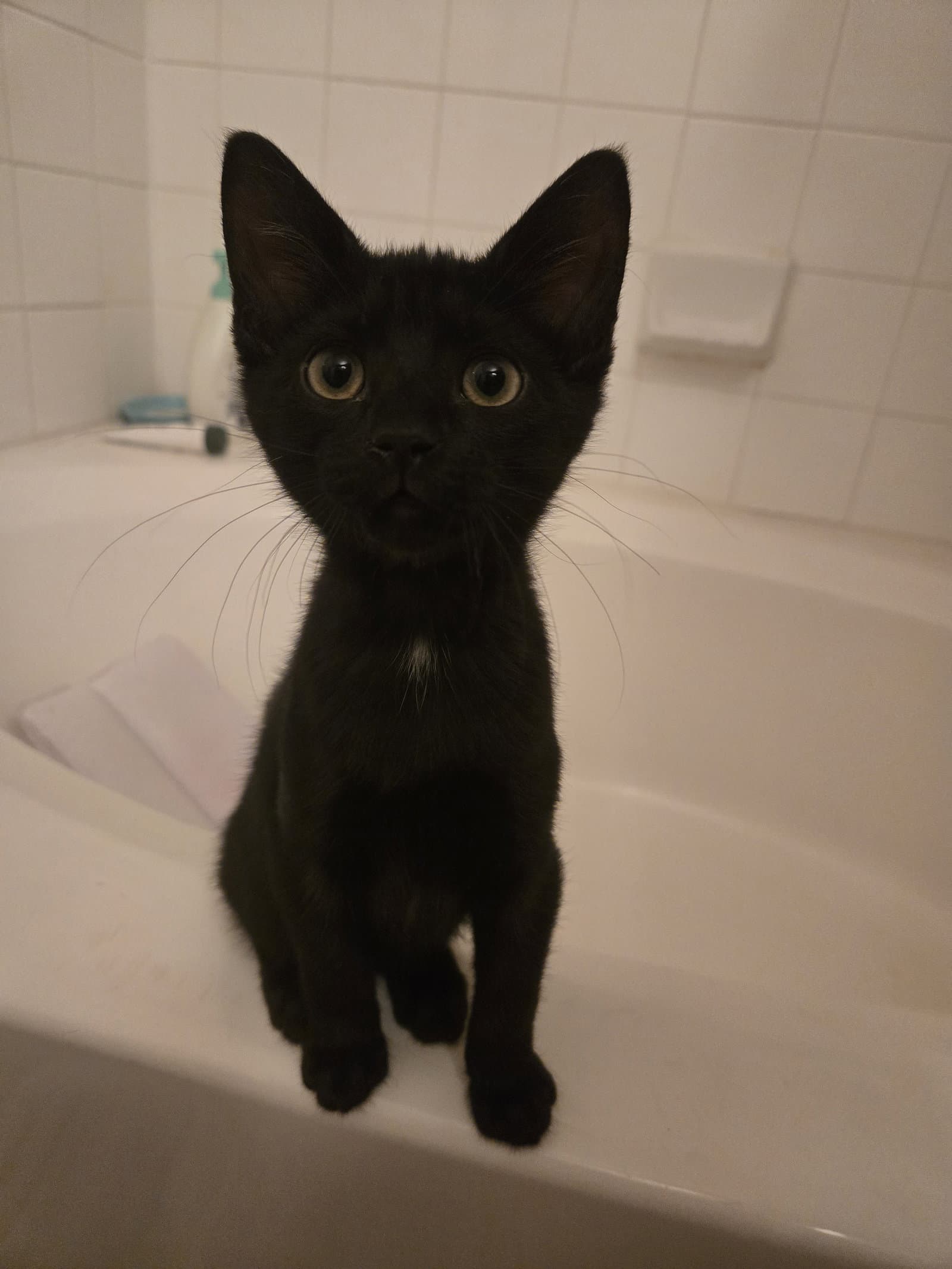 Gabriel