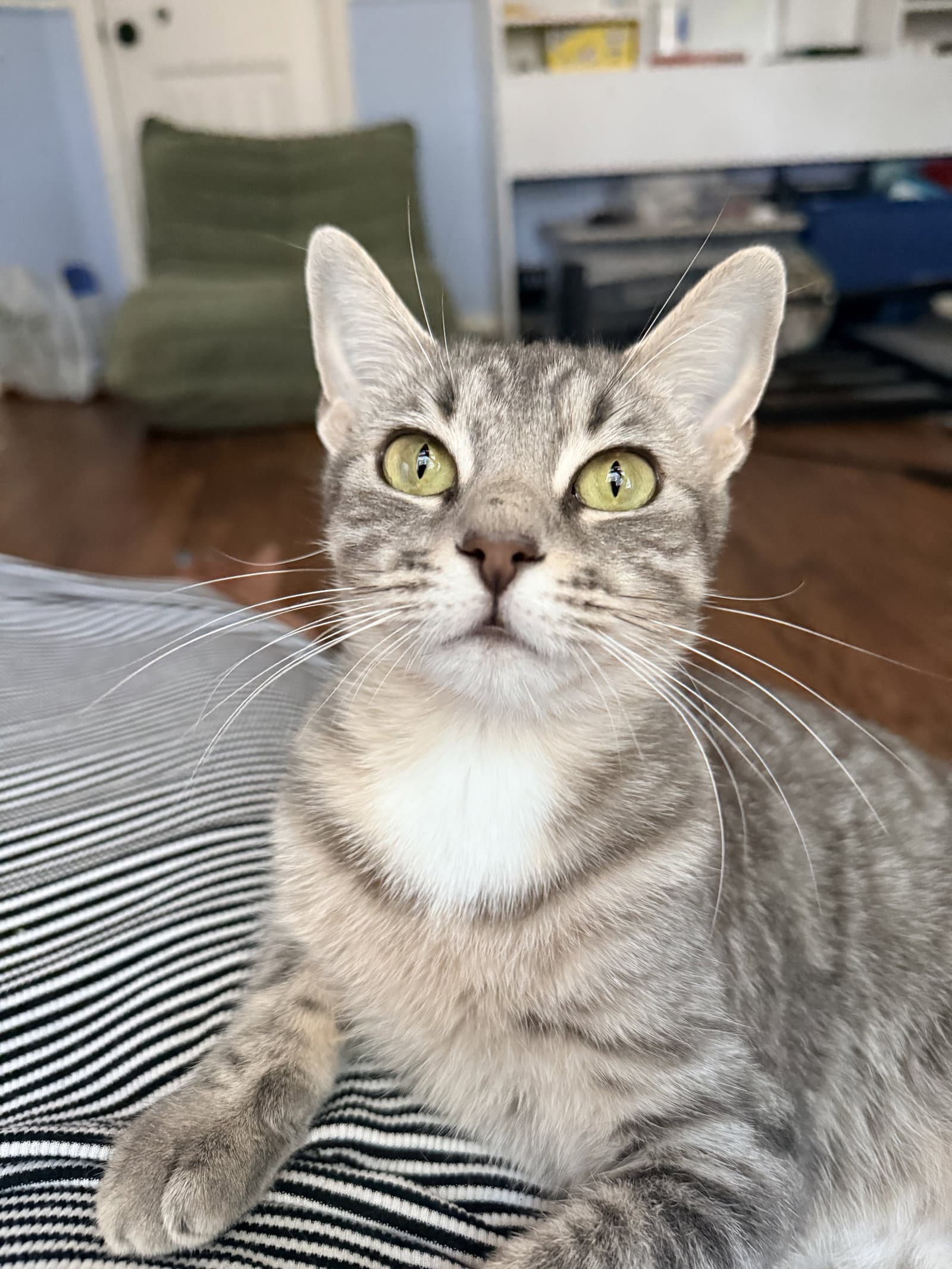 Jolene