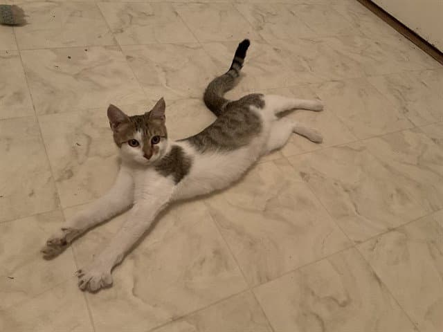 Papaya