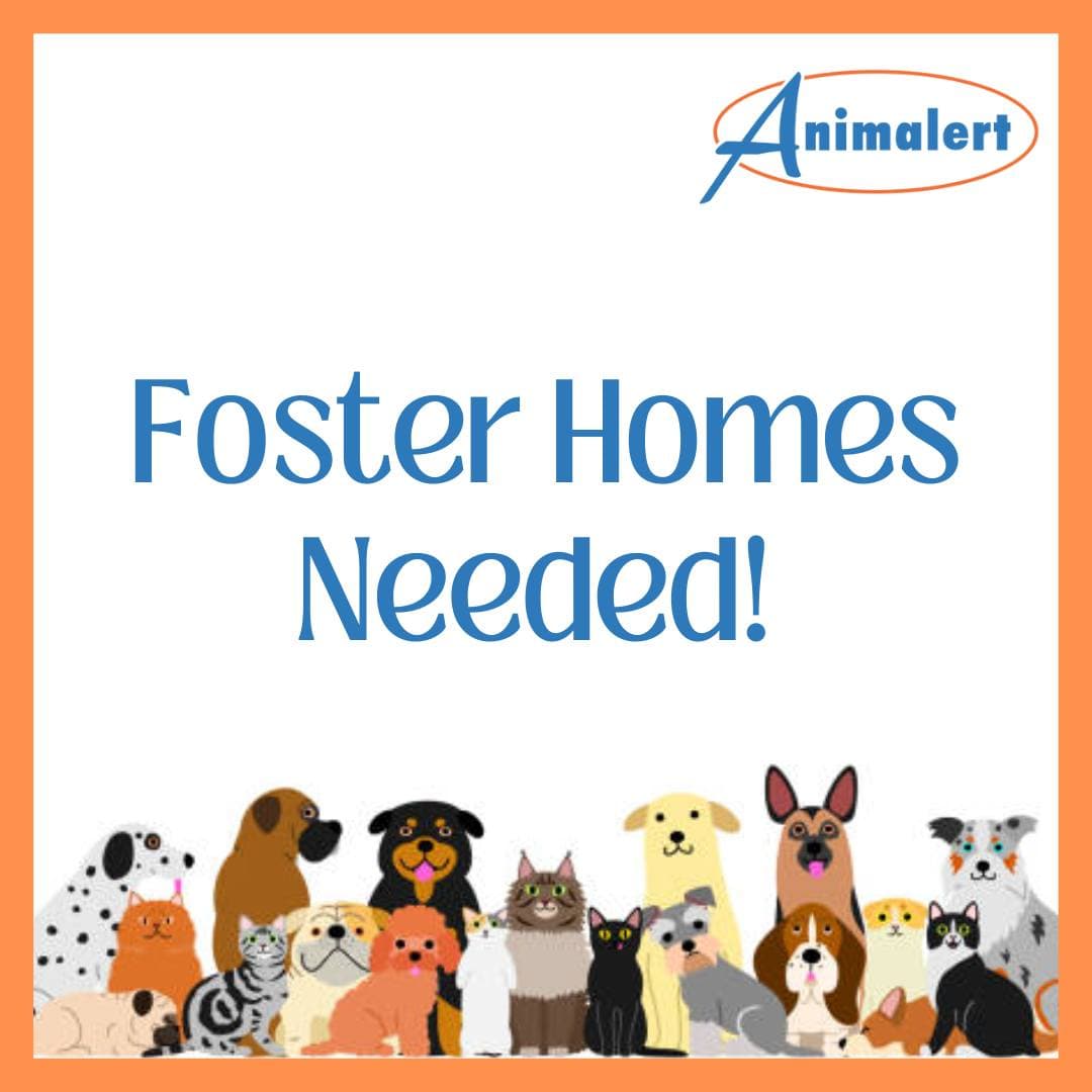 Foster Homes Needed!