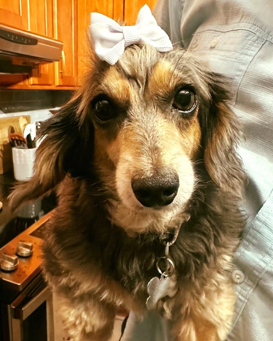 Penny9 (being fostered in Connecticut)